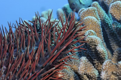 gallery/ird_48912_compressed